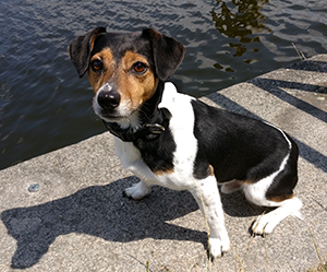 PetTec Hunde GPS am Fluss
