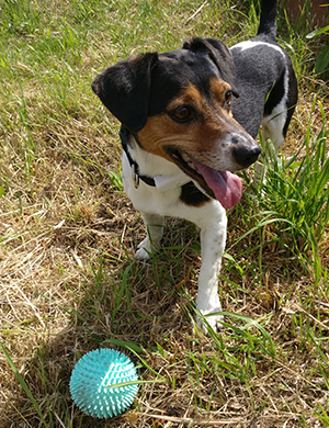 PetTec Hunde GPS Hund mit Ball