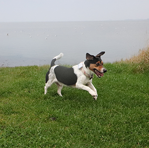 Tractive Hund beim Springen