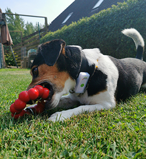 Weenect Dogs 2 Hund mit Spielzeug